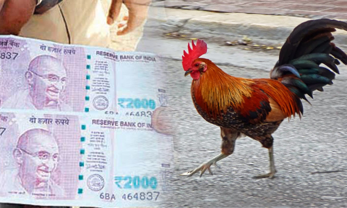  Cockfight Punters Duped Fake Notes At Pongal Festival1-TeluguStop.com