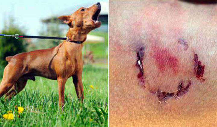  Pepper Spry In Dog Eyes The Owner Of The Dog Bruised-TeluguStop.com