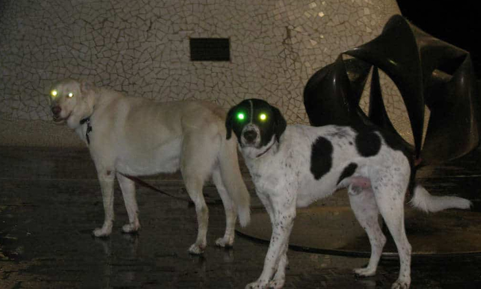  Can Dogs Detect Ghosts-TeluguStop.com