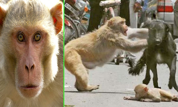  This Danger Monkey Gets Closes One Village Permanently-TeluguStop.com