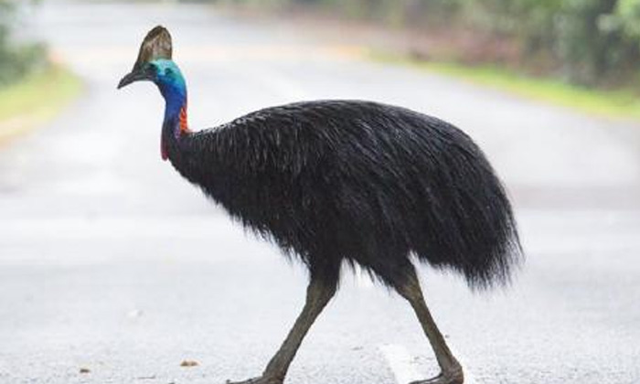  Bird Killed A Person Who Feeds Daily-TeluguStop.com