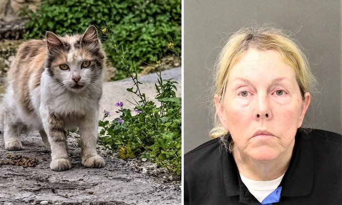  Feeding Cat Made A Women Arrest In Florida-TeluguStop.com