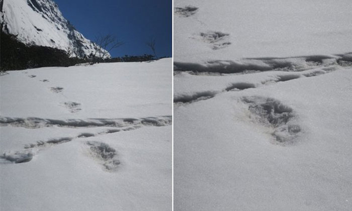  Indian Army Team Spots Yeti Foot Prints On Himalayas-TeluguStop.com