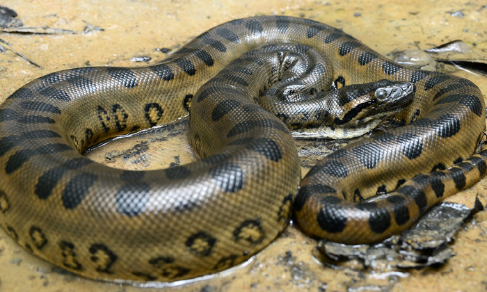  Anaconda Became Pregnant By Herself Gave Birth To Two Babies-TeluguStop.com