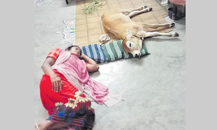  Calf Behaving Like Human And Dog-TeluguStop.com