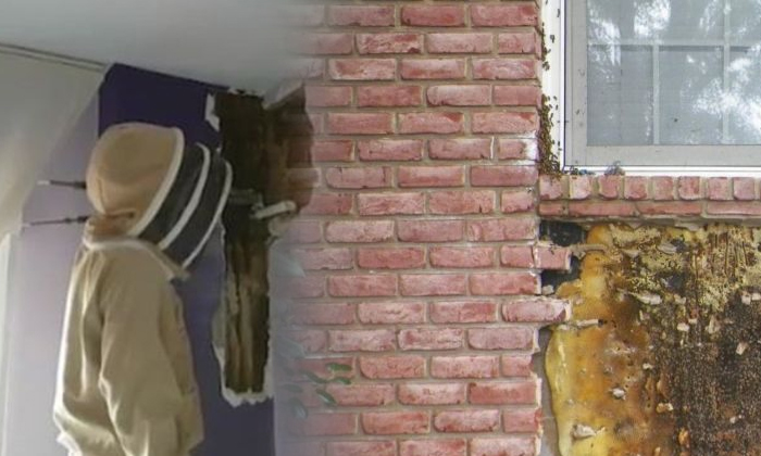  Huge Bee Colony Removed From Spain Bedroom Tstop-TeluguStop.com