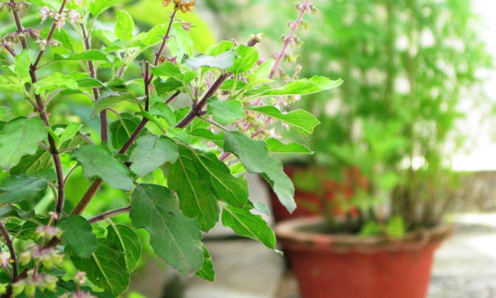  Lot Of Uses If Tulasi Plant In House-TeluguStop.com