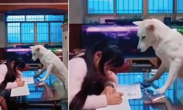  Man In China Trains Pet Dog To Supervise His Daughter-TeluguStop.com