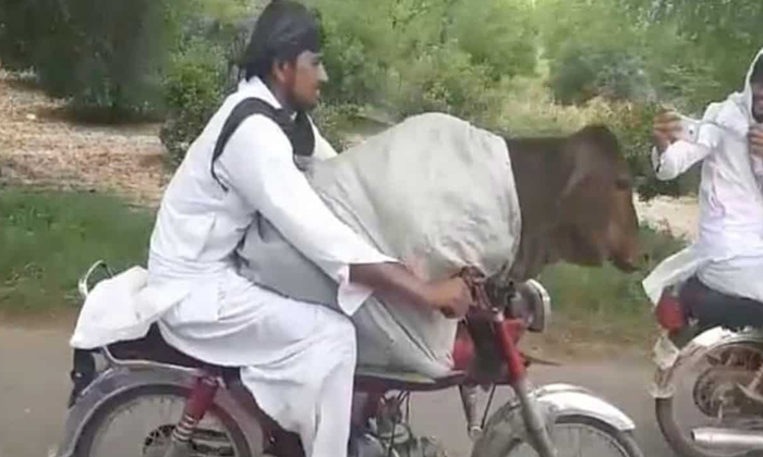  Pakistani Man Riding Bike With A Cow-TeluguStop.com