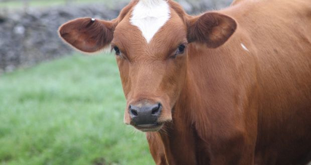 నువ్వు దేవుడు సామి ఇతడు బైక్ నువ్వు దేవుడు సామి ఇతడు బైక్