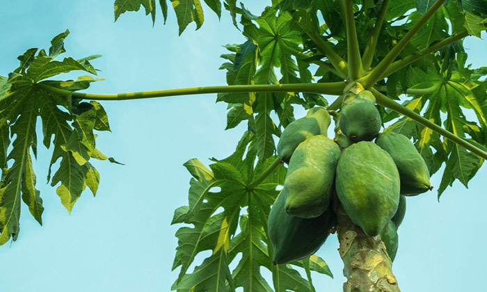  Dengue Fever, Papaya Leaves Juice, Winter Season, Dengue Fever Tips, Papaya Juic-TeluguStop.com