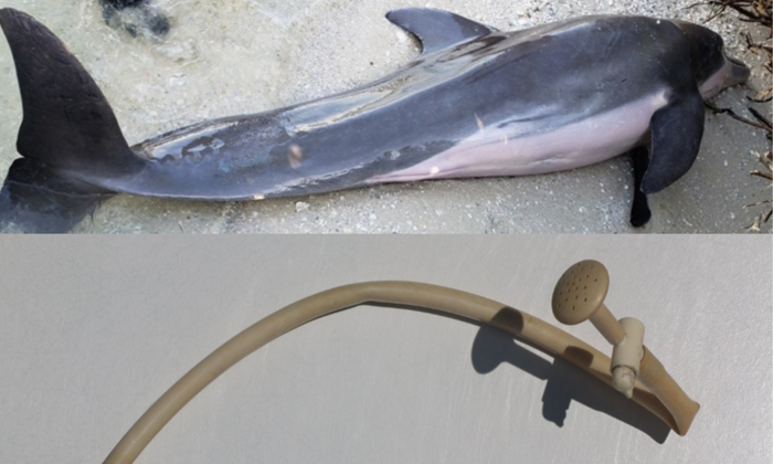  Plastic Shower Hose In Deade Dolphin Stomach-TeluguStop.com