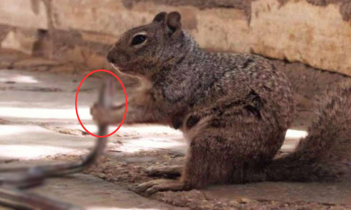  Viral Pic Of Squirrel Biting Snake Goes Viral In Social Media-TeluguStop.com