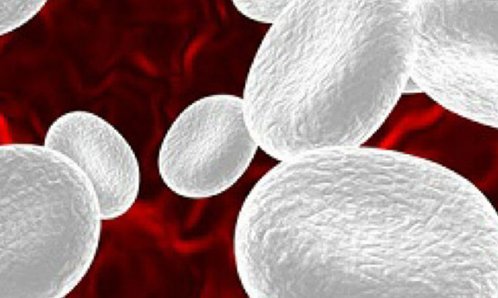  White Blood Cells, Immunity, Vitamin B6, Foods To Increase White Blood Cells-TeluguStop.com