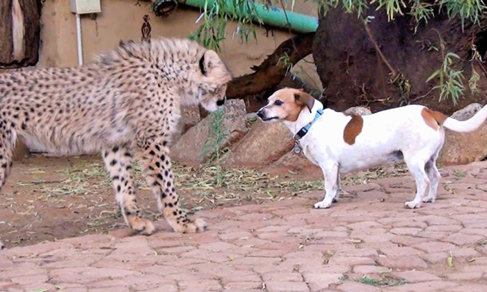  Leopard Feared Dead After At A Time 10 Dogs Attack At Karnataka-TeluguStop.com
