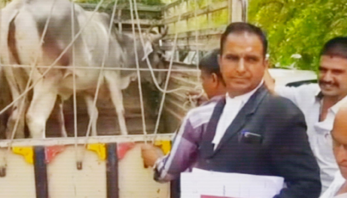  1jodhpur Animal Ownership Case Cow Chooses Owner-TeluguStop.com