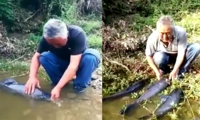  A Man Friendship With Fish First Time In The World-TeluguStop.com