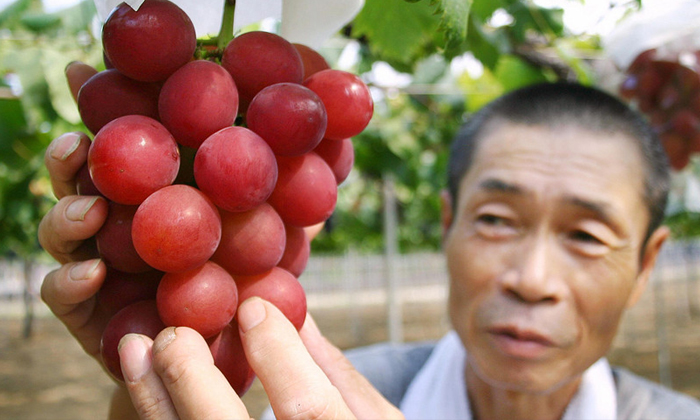  A Bunch Of 24 Grapes Sold For 11000 In Japan-TeluguStop.com