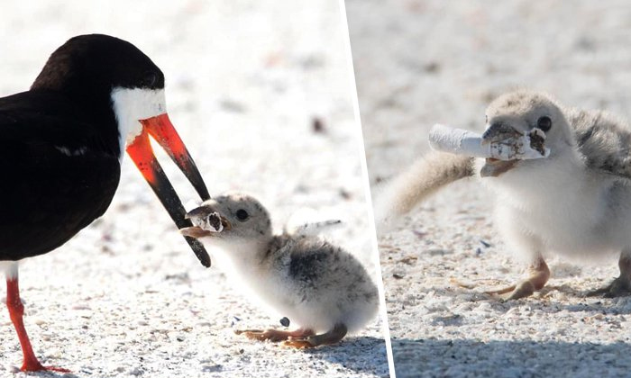  Bird Feeding Cigaretteto Babybird 1-TeluguStop.com