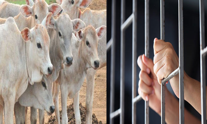  Gujarat Man Gets 10 Year Jail Term For Cow Slaughter Ona Lac Rupees-TeluguStop.com