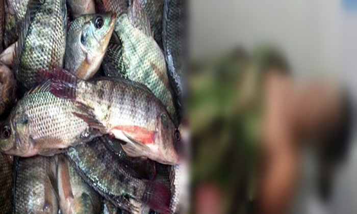  Man Dies After Accidently Swallowing Live Tilapia Fish In Philippines-TeluguStop.com