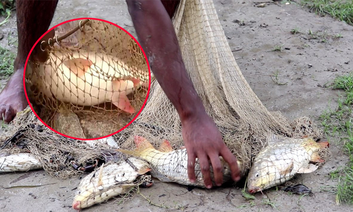  The Fisher Man Gets Snakes Fell If They Were Netting For Fish-TeluguStop.com