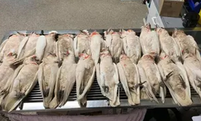 ఏం జరుగుతోంది డజన్లకొద్ది నే�