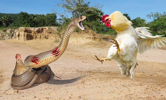  Indian Rooster Swallows Baby Cobra Like A Noodle-TeluguStop.com