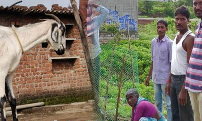  Sarpanch Punishes Goat Keeper For Eating Plants-TeluguStop.com