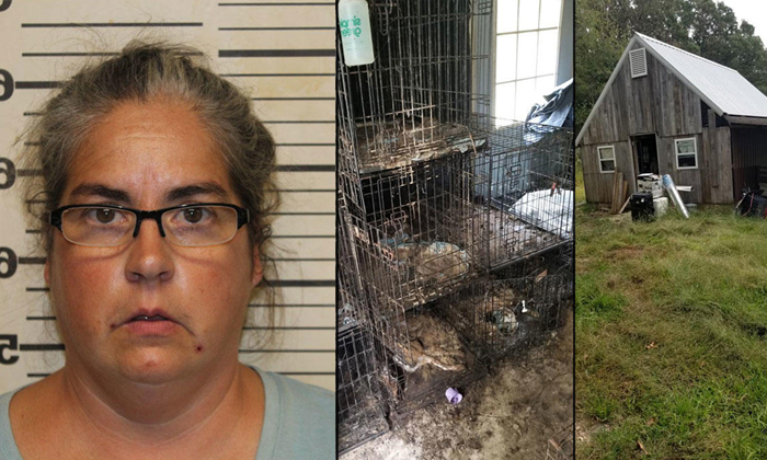  Animal Rescue Operators In Texas Steven Woddingstan Tiffini Woodingston-TeluguStop.com