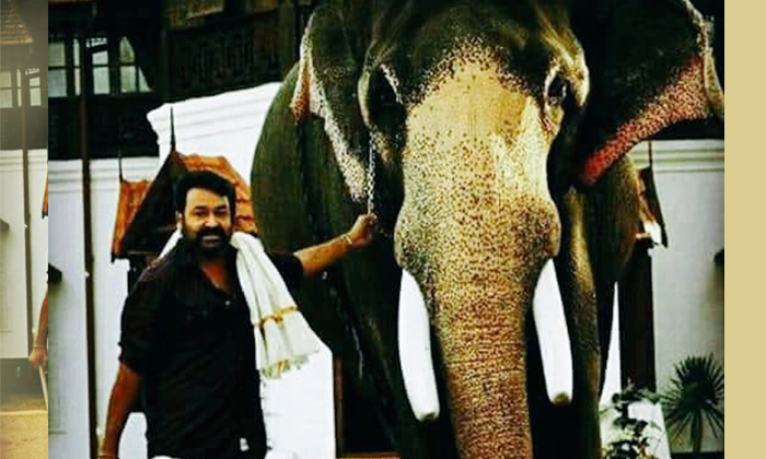  Kodanad Forest Department Files Charge Sheet Filed Against Mohanlal-TeluguStop.com