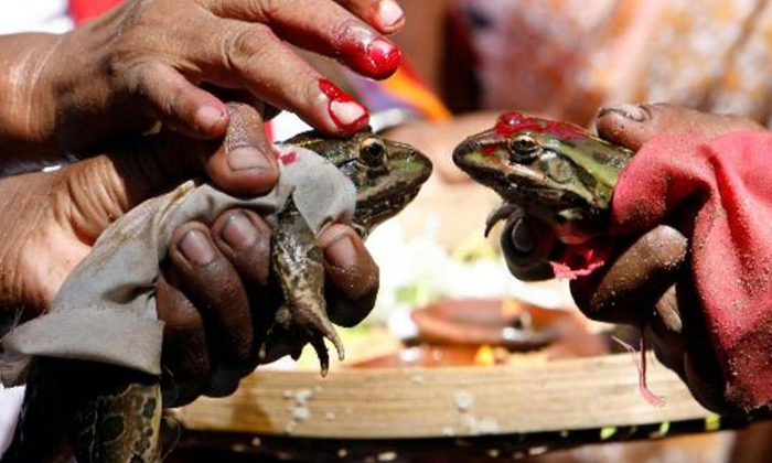  Frog Couple Divorced-TeluguStop.com