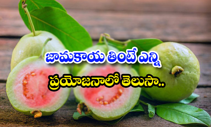  Gauva Fruit Eating Health Benefits In Telugu-TeluguStop.com