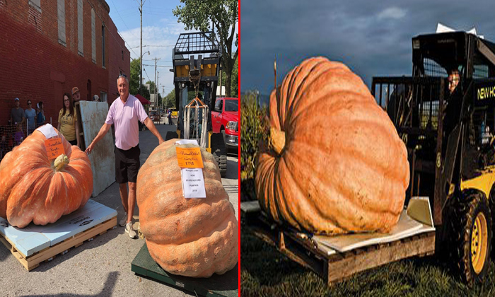 Telugu Pound Pumpkins, Missouri Breaks, Size Pumpkin, Telugu Nri Ups-