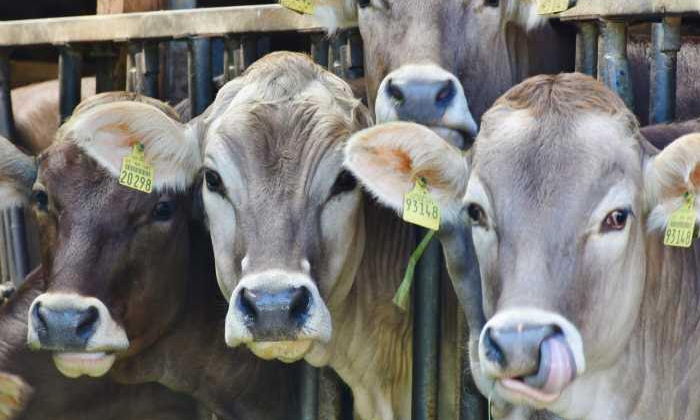  Now Cows And Buffaloes Will Have Aadhaar Too-TeluguStop.com