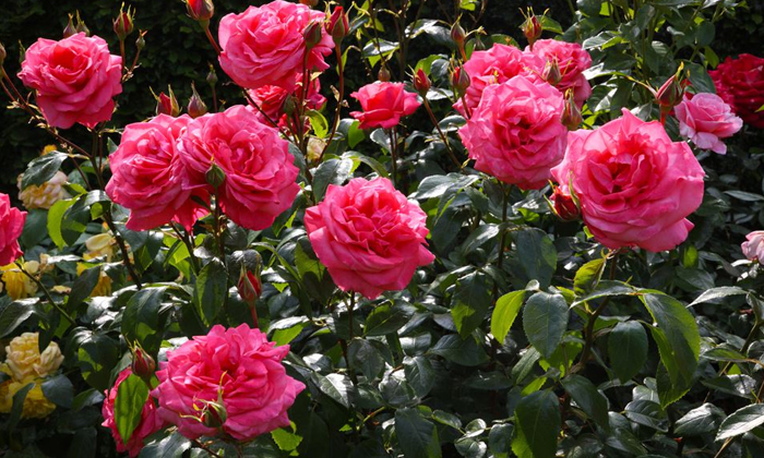  Rose Flower, Heath Benefits, Roseflower Benefits, Multani Mitti, Multani Rose Fa-TeluguStop.com