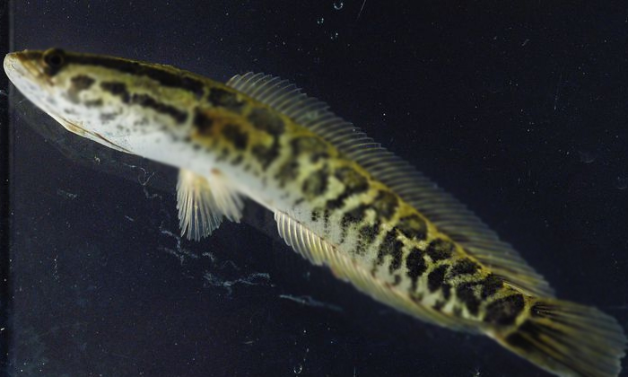  Snakehead Fish Found In Georgia Usa-TeluguStop.com