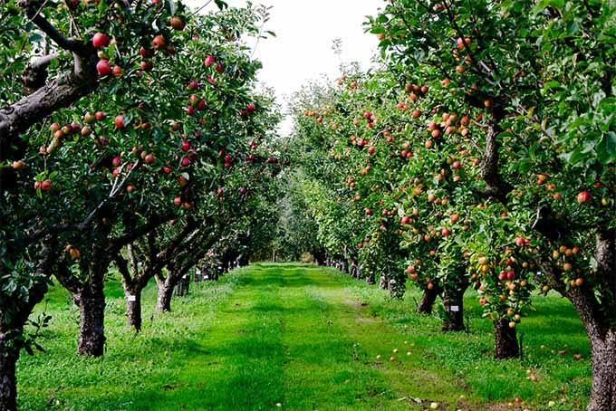 Telugu Apples Steal, Acre, Spicer Orchards-Telugu NRI