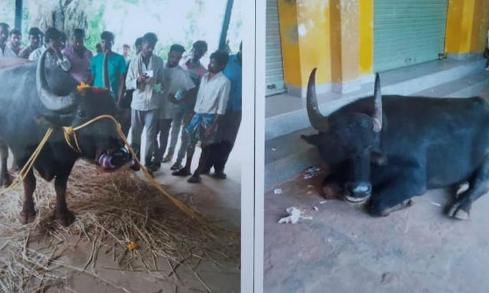  Quarrel Between Two Villages For One Buffalo In Karnataka Shivamogga-TeluguStop.com