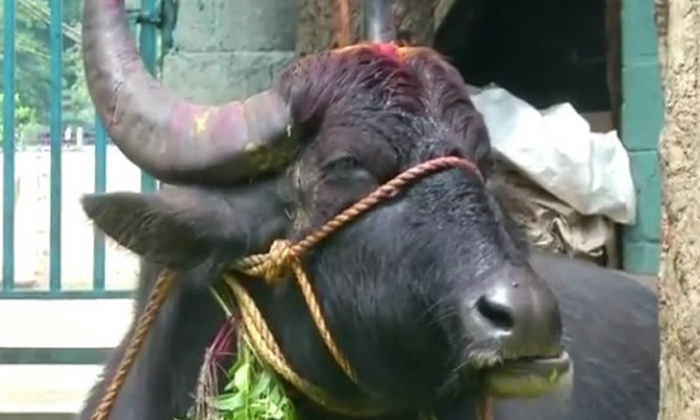 Telugu Buffalo, Quarrelbuffalo, Telugu General-