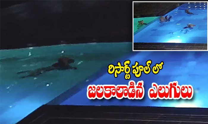  Bears Enjoy Swimming In Bulgeria Resort Video Goes Viral-TeluguStop.com