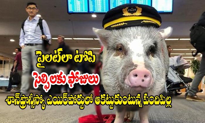  Worlds First Airport Therapy Pig Hogs The Limelight San Francisco-TeluguStop.com