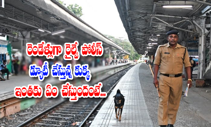  A Dog Doing Rpf Duty In Chennai Railway Station-TeluguStop.com