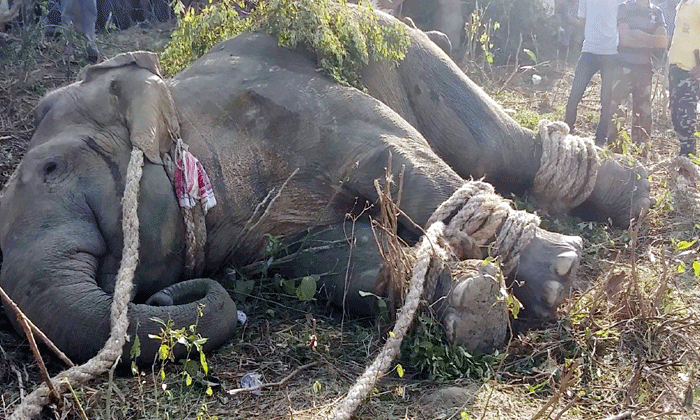  Rogue Bin Laden Elephant Caught In Assam-TeluguStop.com