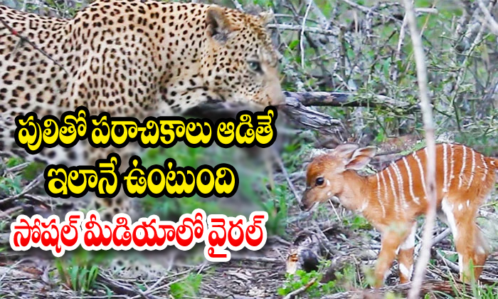  Baby Nyala Charges Leopard Repeatedly-TeluguStop.com