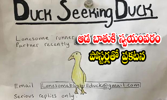  Man Seeks Companion For His Lonely Duck-TeluguStop.com