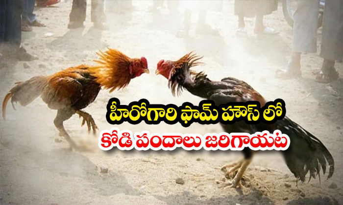  Andhra Pradesh Cock Hyderabad-TeluguStop.com