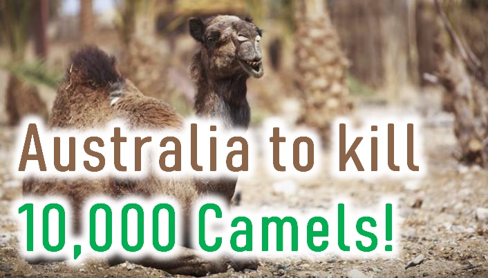  Australia To Kill 10,000 Camels!-TeluguStop.com