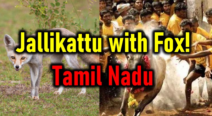  Bizarre! Jallikattu With Fox In Tamil Nadu!-TeluguStop.com
