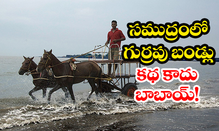  Horse Riding In Sea At Alibaug Beach-TeluguStop.com